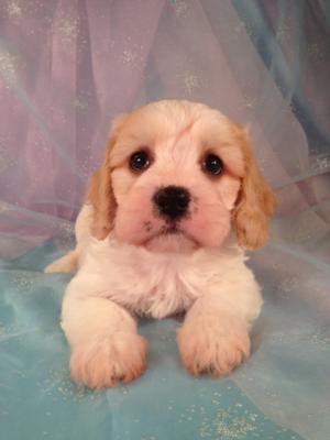 Male cavachon puppy for sale in Iowa #12 Born March 23rd 2013|Cavachon Breeders in Illinois and Wisconsin are welcome at Purebredpups!